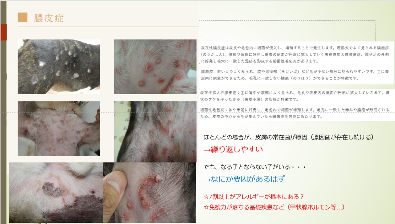 症例紹介【繰り返す膿皮症、脂漏症】 | 尼崎の動物病院アニマルプラス
