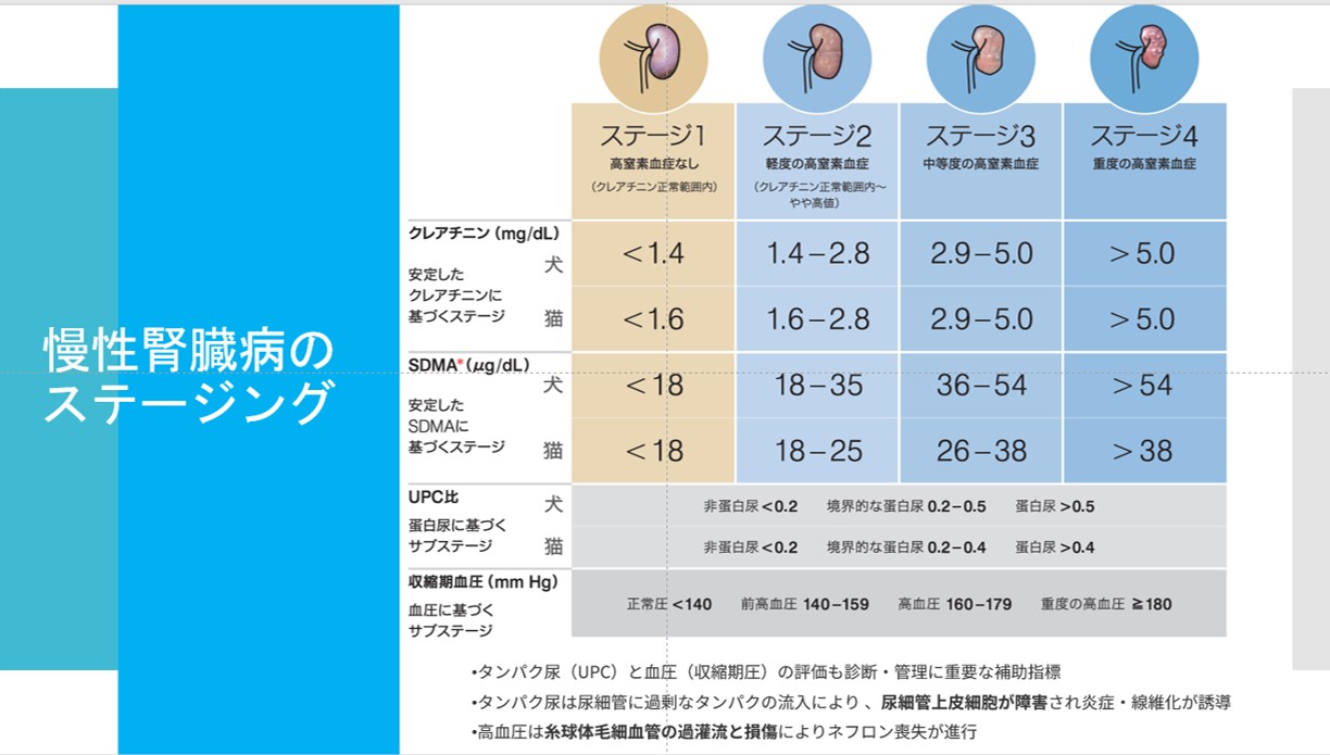 慢性腎臓病（CKD）の基礎知識 | 尼崎の動物病院アニマルプラス