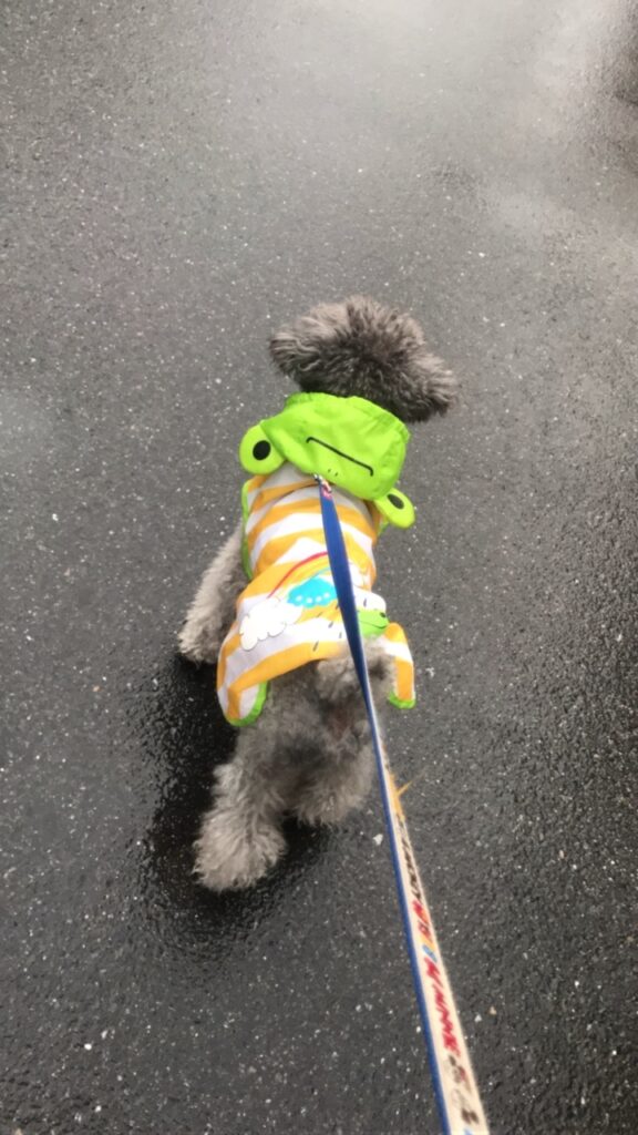 雨の日のお散歩