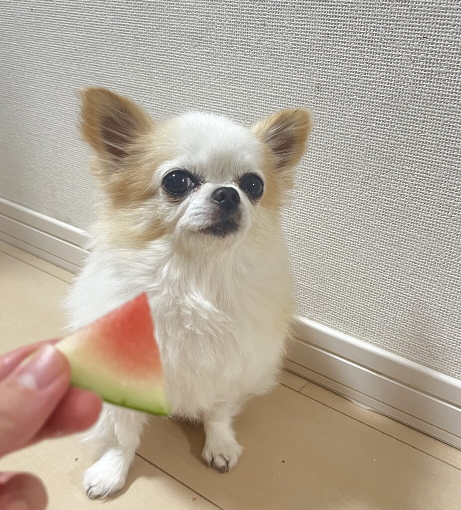 暑い夏におすすめ！犬が食べられる夏の食べ物🐶⛱️
