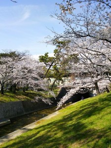 桜の夙川