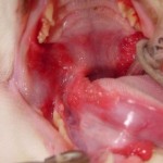 猫の歯肉口内炎について