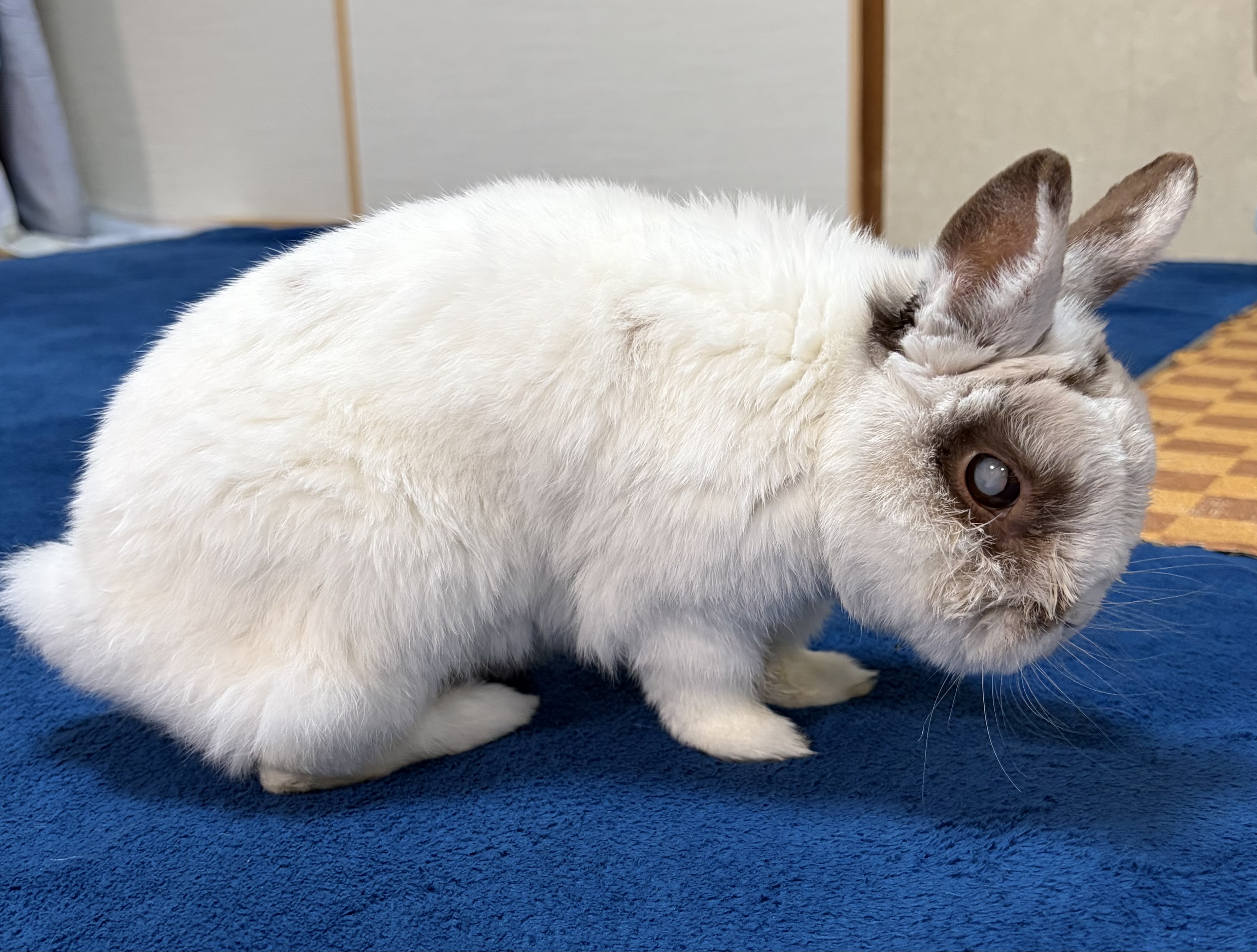 うさぎ の ふう た